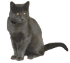 skibi
